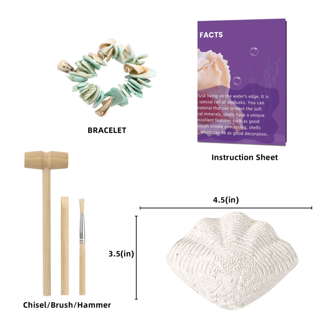 - Ensemble découverte de creusement de pierres Coquillage