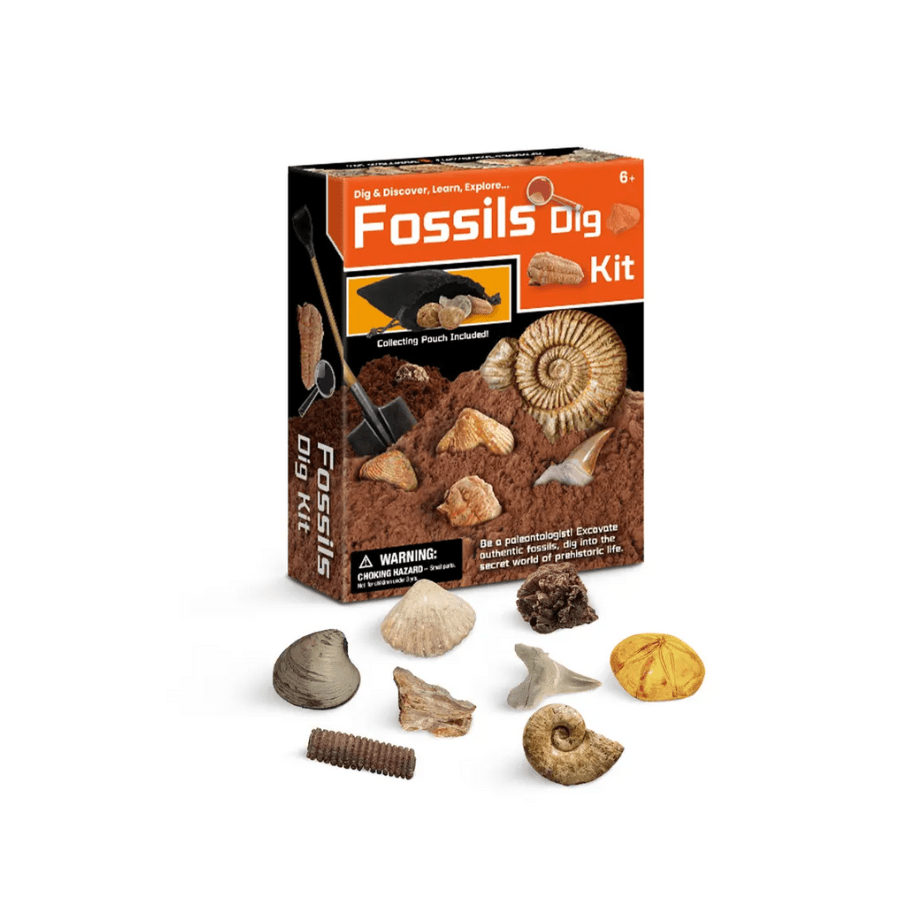 - Ensemble découverte de creusement de pierres Fossile