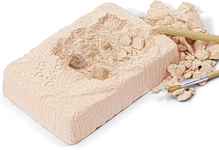 - Ensemble découverte de creusement de pierres Fossile